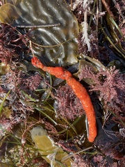 Metandrocarpa dura