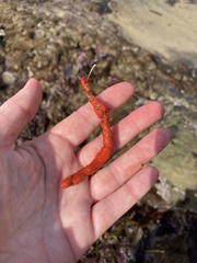 Metandrocarpa dura