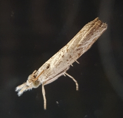 Culladia achroellum
