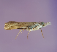 Culladia achroellum