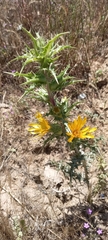 Scolymus