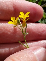 Physaria recurvata