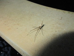 Tetragnatha elongata
