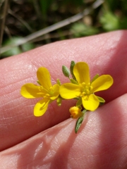 Physaria recurvata