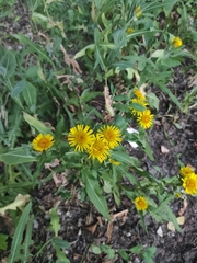 Pentanema britannica