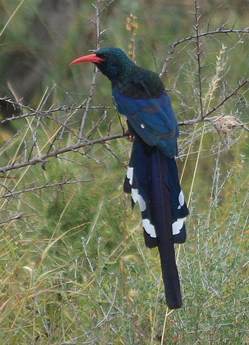 Green Woodhoopoe