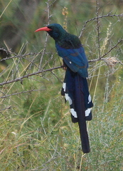 Phoeniculus purpureus marwitzi