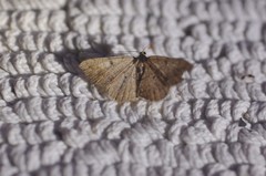 Digrammia muscariata