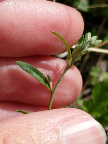 Image of Physaria recurvata by (c) Alison Northup, some rights reserved (CC BY)