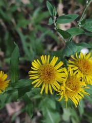 Pentanema britannica