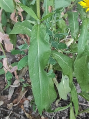 Pentanema britannica