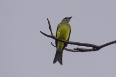 Tyrannus melancholicus