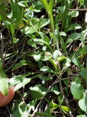 Physaria recurvata