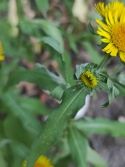 Pentanema britannica