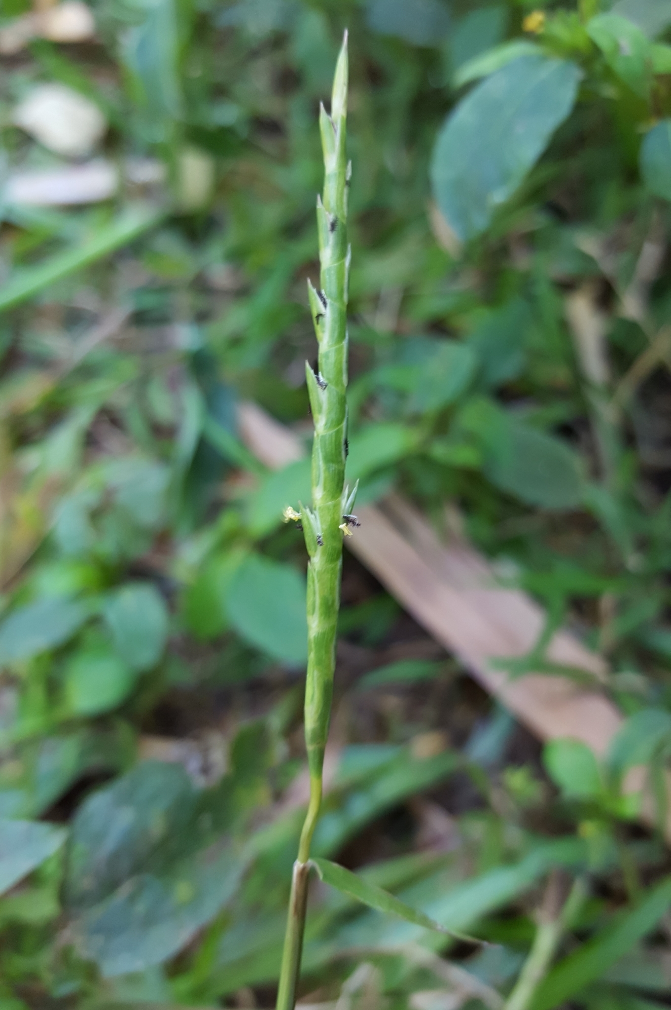 (c) François Rousseu, certains droits réservés (CC BY-NC) https://www.inaturalist.org/observations/84873071