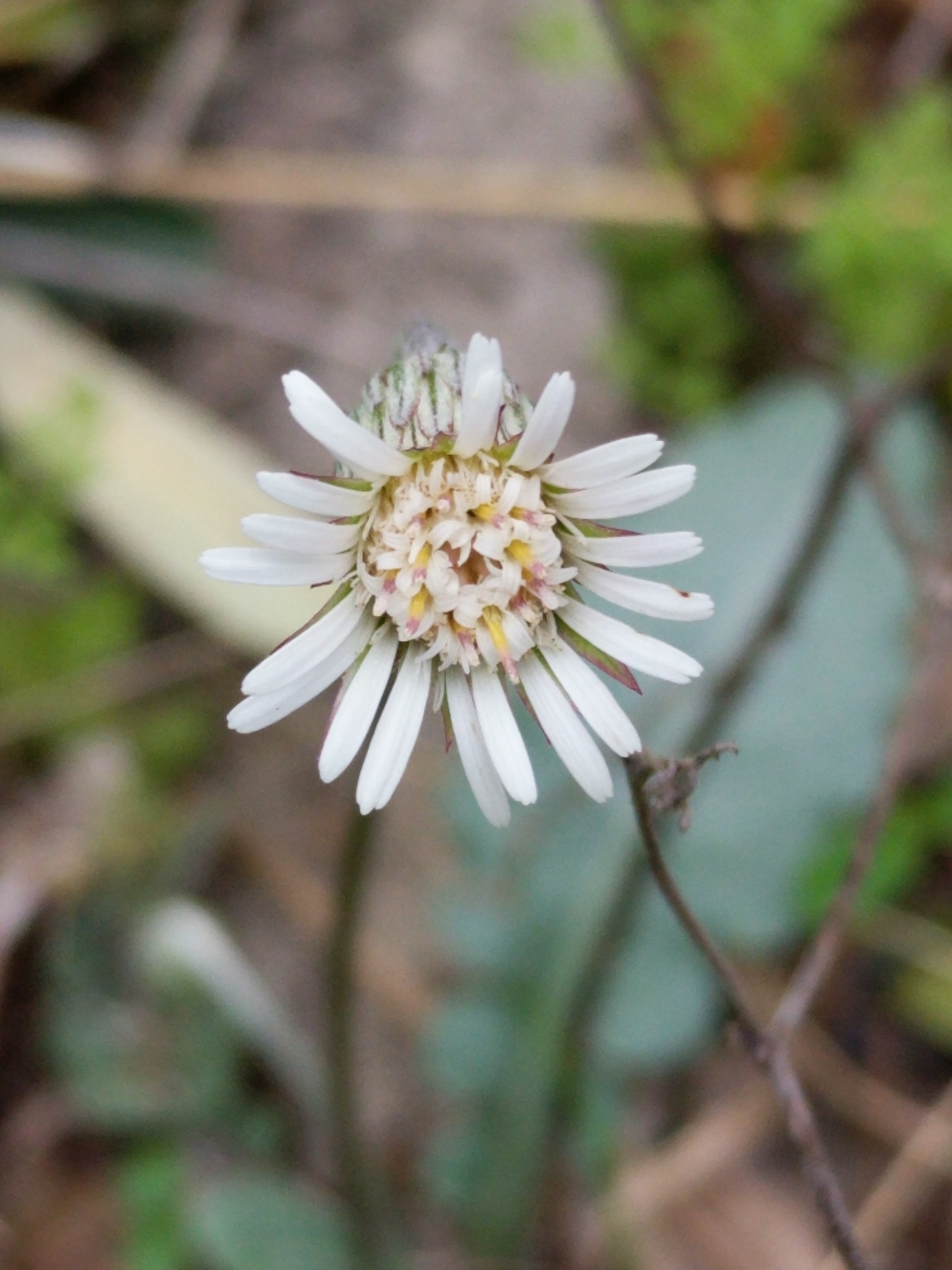 Chaptalia texana