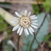 Chaptalia texana - Photo 由 Alison Northup 所上傳的 (c) Alison Northup，保留部份權利CC BY
