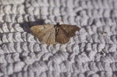 Digrammia muscariata