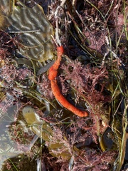 Metandrocarpa dura