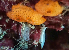 Polysyncraton