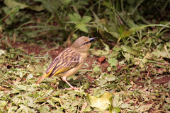 Ploceus castanops