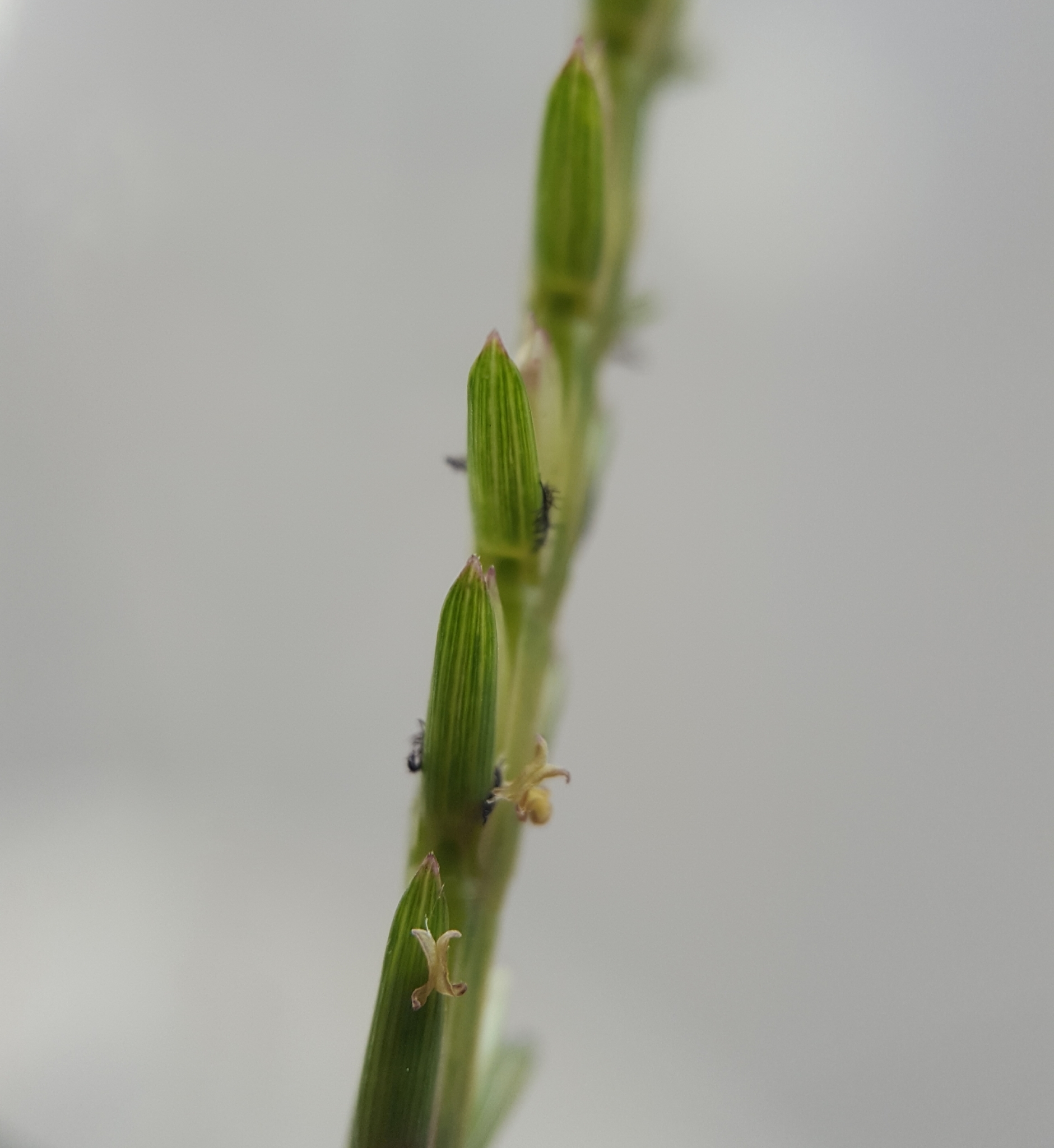 (c) François Rousseu, certains droits réservés (CC BY-NC) https://www.inaturalist.org/observations/84873071