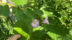 Convolvulus arvensis