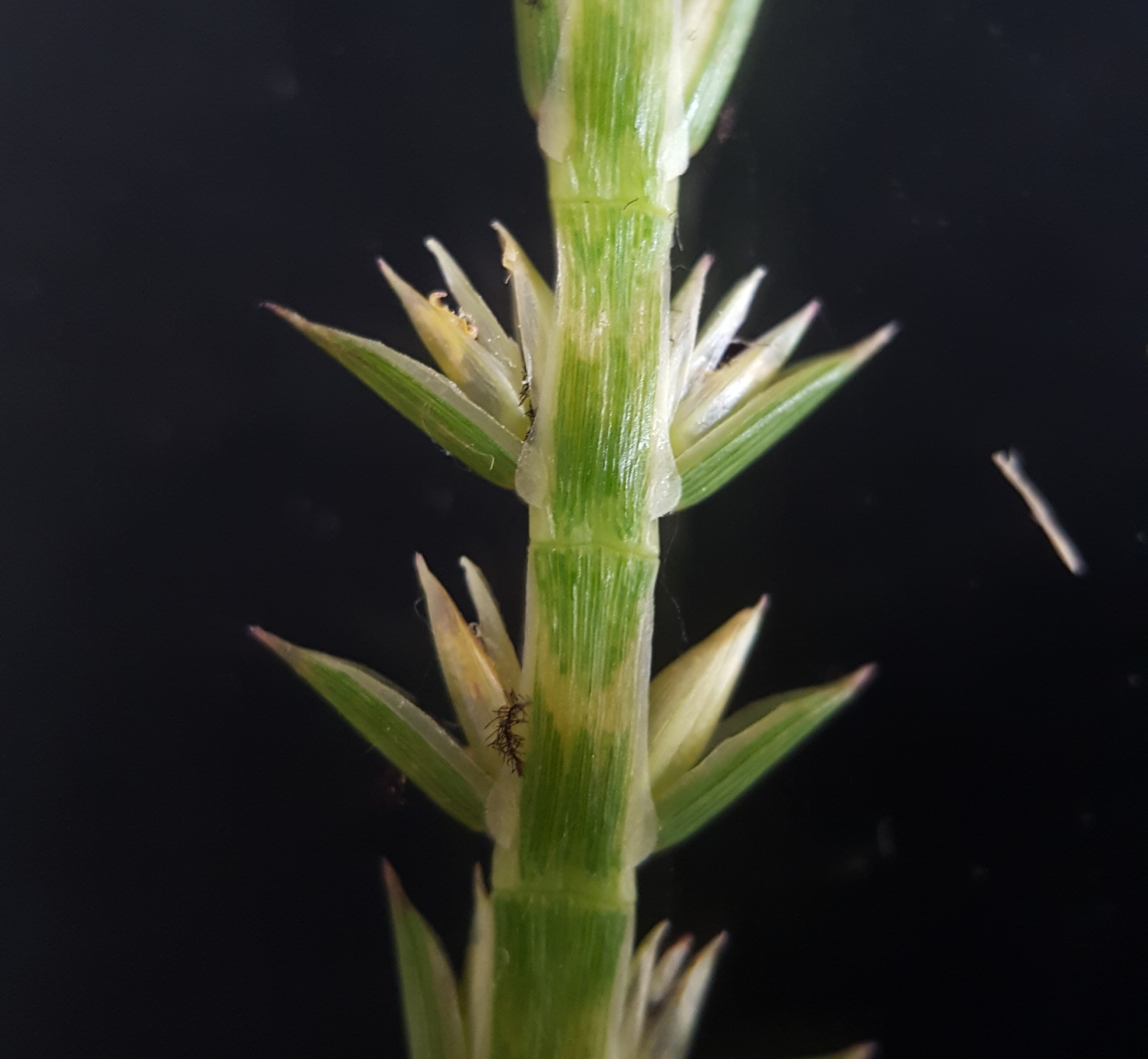 (c) François Rousseu, certains droits réservés (CC BY-NC) https://www.inaturalist.org/observations/84873071
