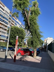 Ulmus pumila