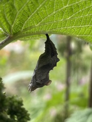 Aglais urticae