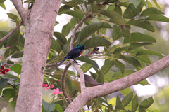 Cinnyris erythrocercus