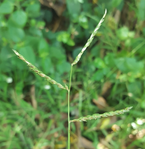 Urochloa glumaris