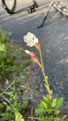 Silene latifolia
