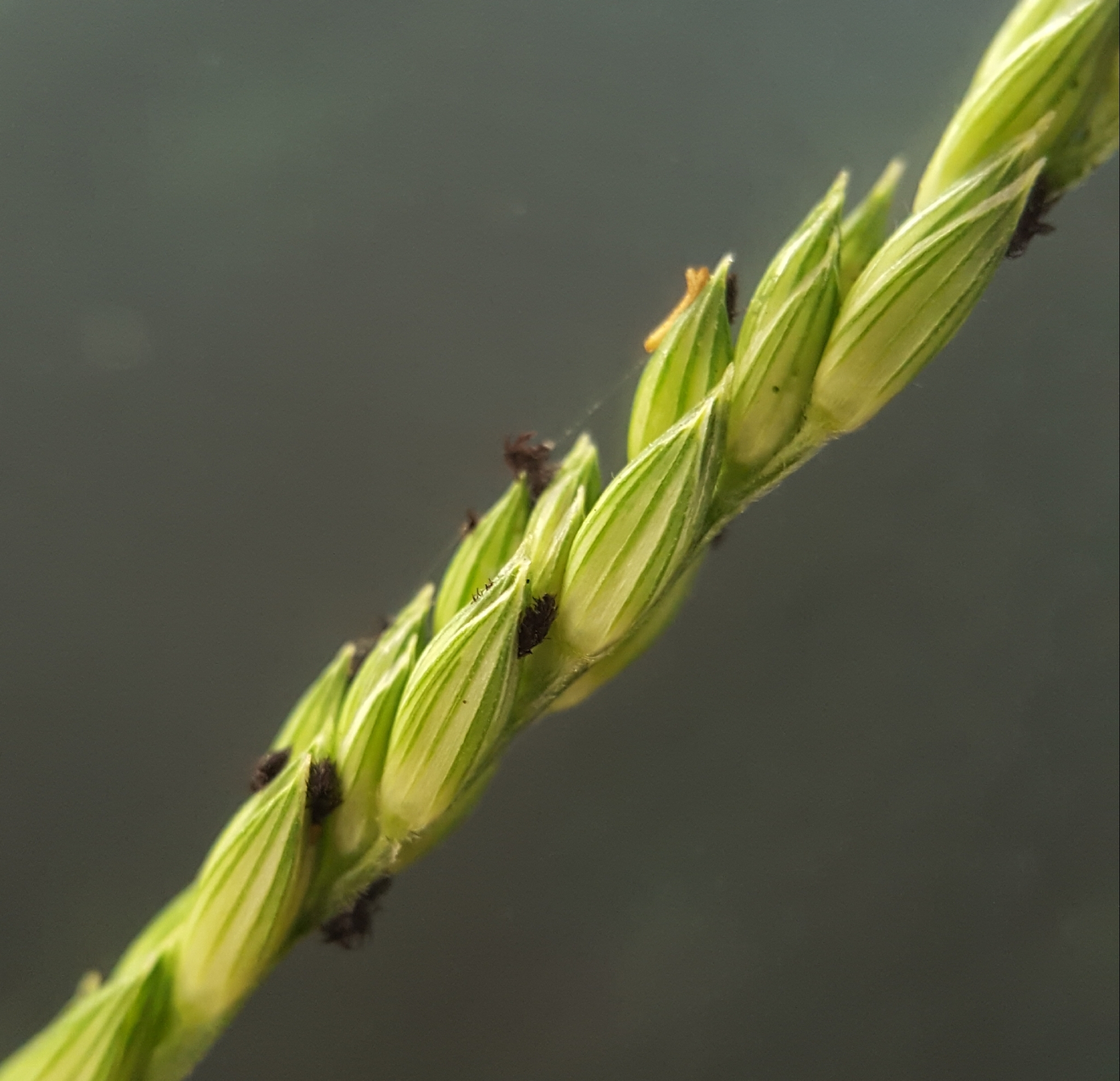 (c) François Rousseu, certains droits réservés (CC BY-NC) https://www.inaturalist.org/observations/84873252