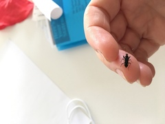 Horridipamera robusta