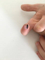 Horridipamera robusta