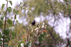 Cinnyris erythrocercus