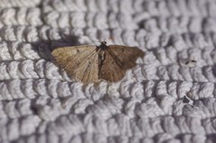 Digrammia muscariata