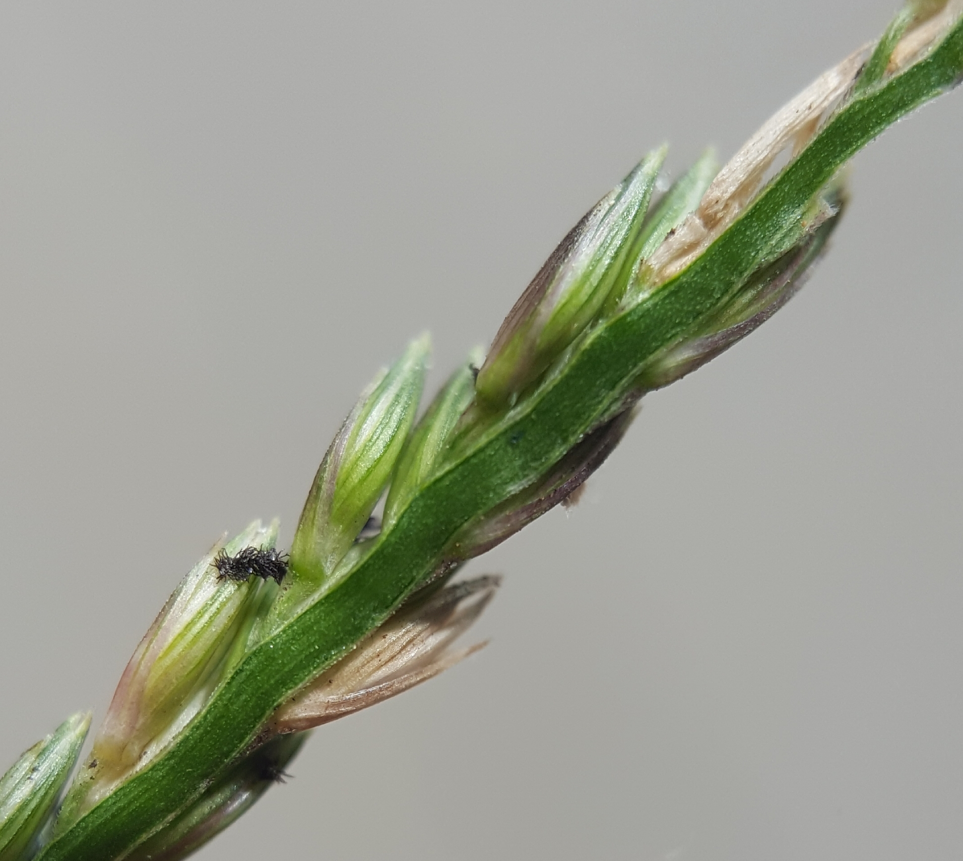 (c) François Rousseu, certains droits réservés (CC BY-NC) https://www.inaturalist.org/observations/84873252