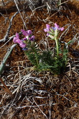 Oxytropis arctica