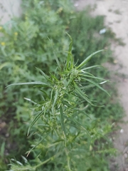 Artemisia vulgaris