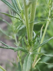 Artemisia vulgaris