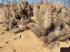Grusonia kunzei