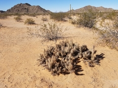 Grusonia kunzei