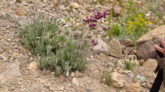 Calceolaria arachnoidea