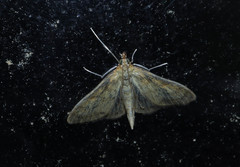 Paratalanta pandalis