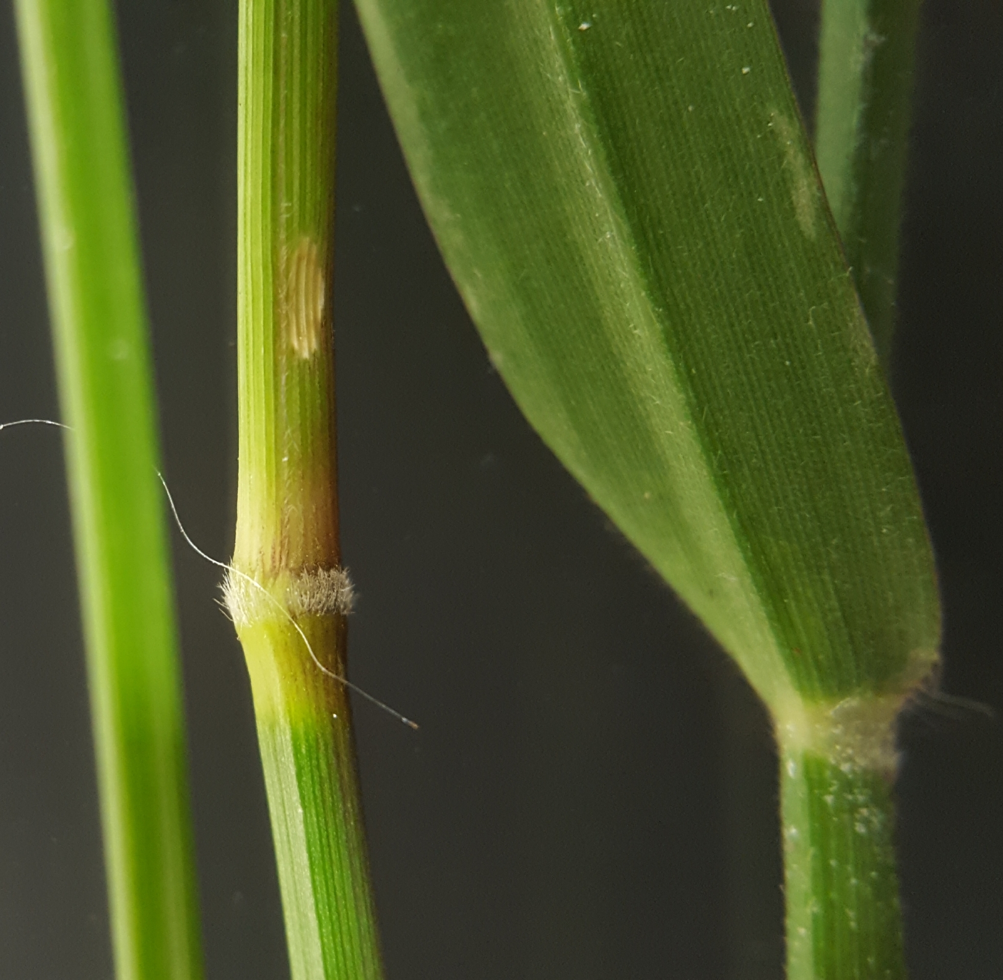 (c) François Rousseu, certains droits réservés (CC BY-NC) https://www.inaturalist.org/observations/84873252
