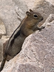 Callospermophilus lateralis bernardinus