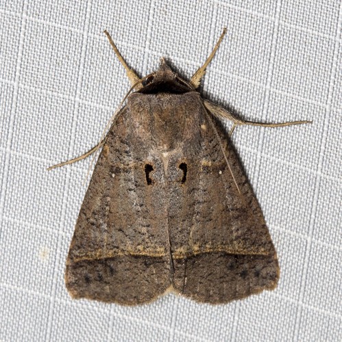 Pantydia metaspila (Walker, 1857)