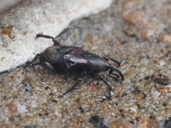 Odoiporus longicollis